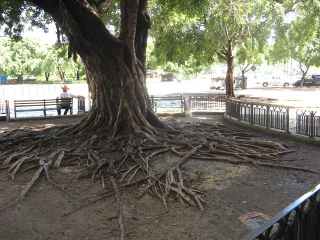 L'arbre qui marche