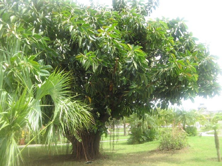 arbre qui marche