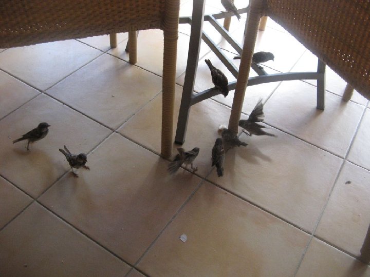 les oiseaux au restaurant de la piscine