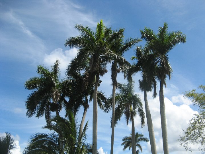 palmiers royaux