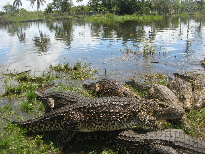 crocodiles