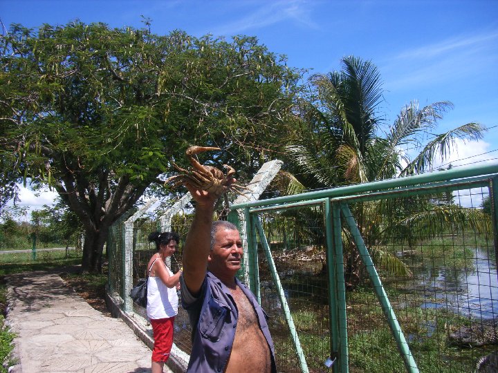 un crabe pour les crocodiles