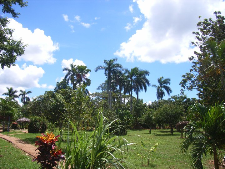 jardin cubain