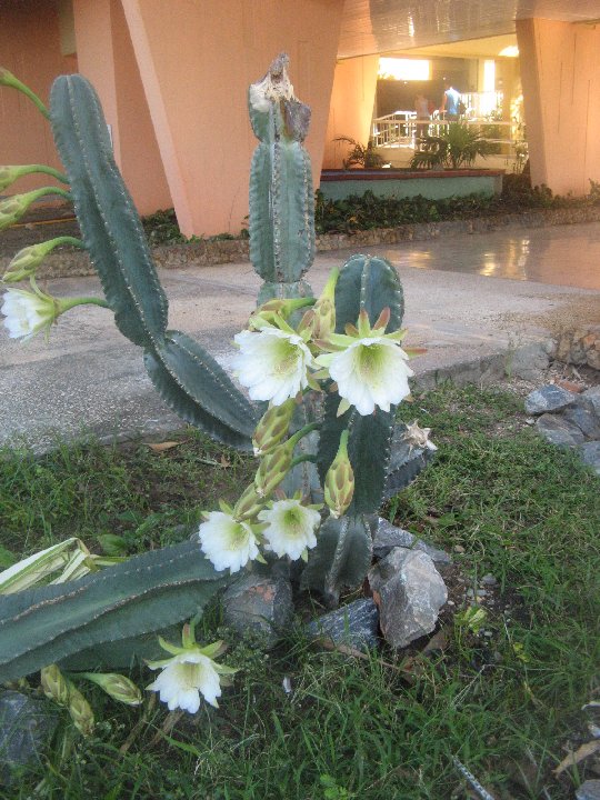 cactus en fleur