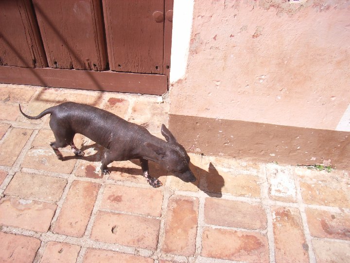 Xoloitzcuintle