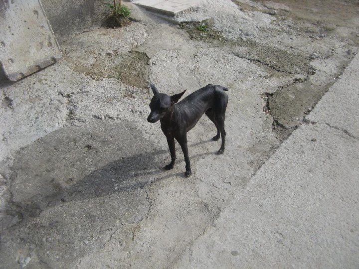 Xoloitzquintle