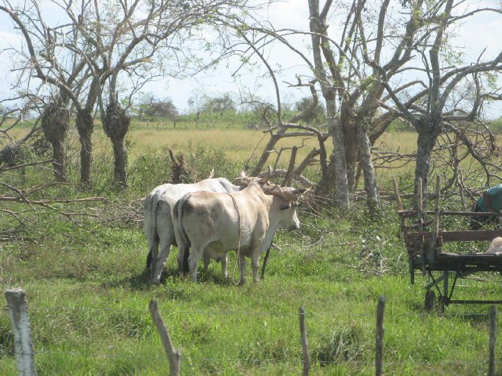 2 boeufs