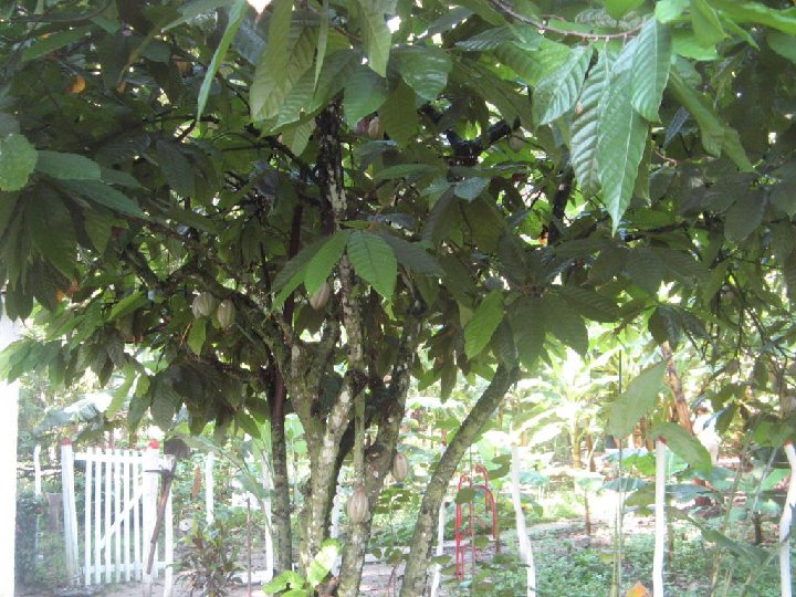Cacaotier