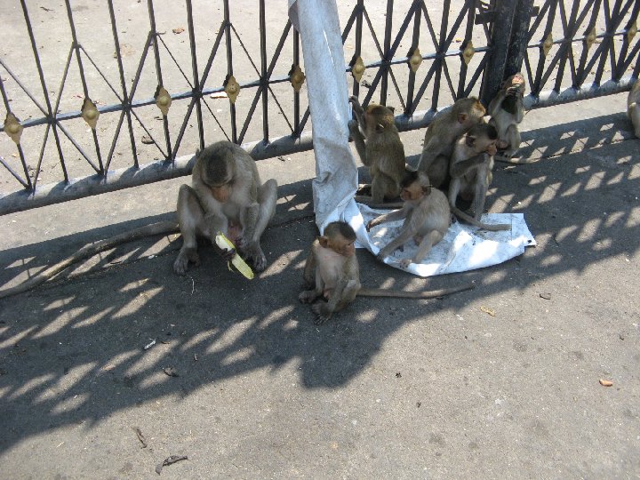 singes au temple de Lopburi