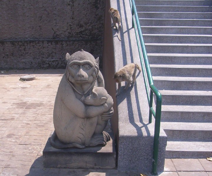 Lopburi : les singes