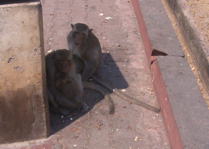 en famille  Lopburi