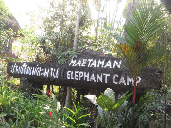 Maetaman: lphants de Thalande