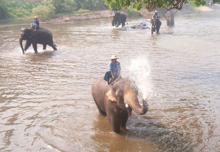 lphants de Thalande