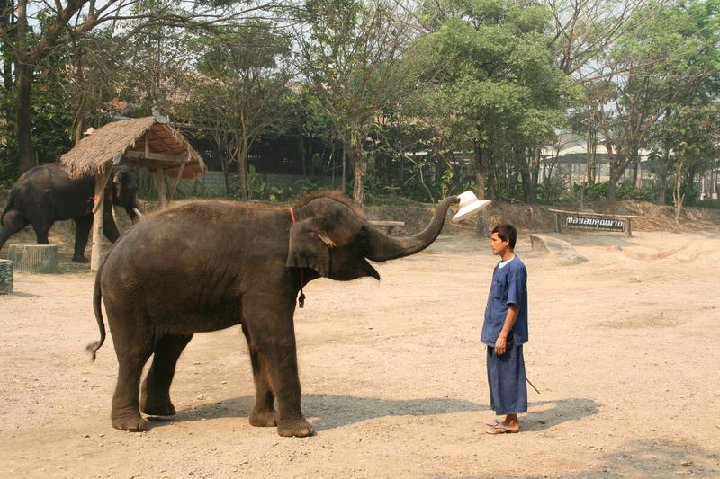 Maetaman Elephant Camp