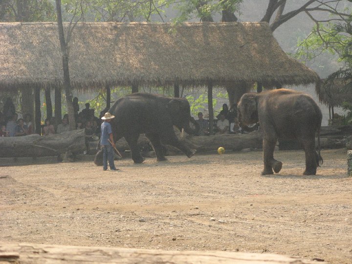 fottball :lphants de Thalande