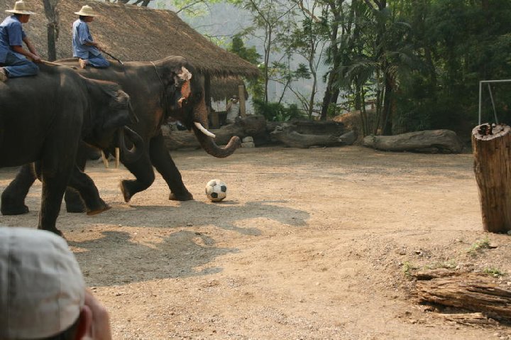 Maetaman Elephant Camp