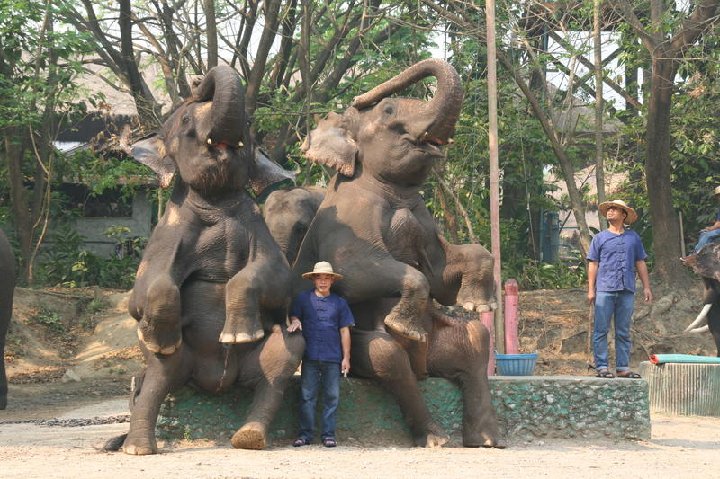 Maetaman Elephant Camp