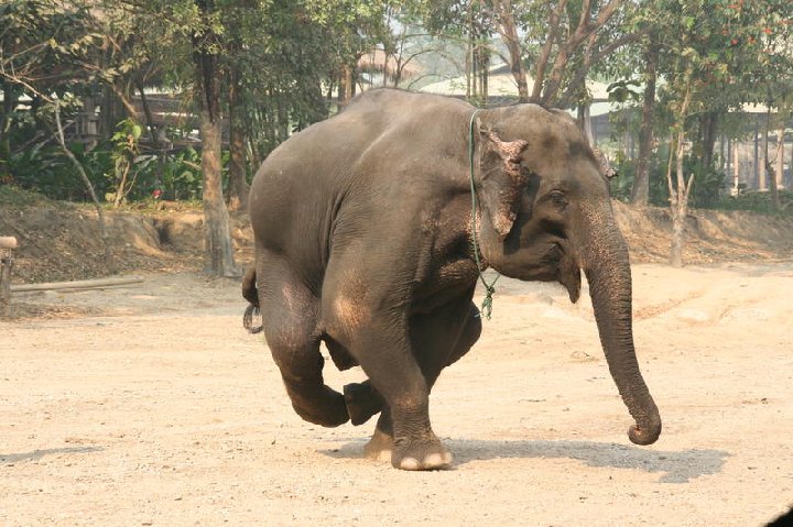 Maetaman Elephant Camp