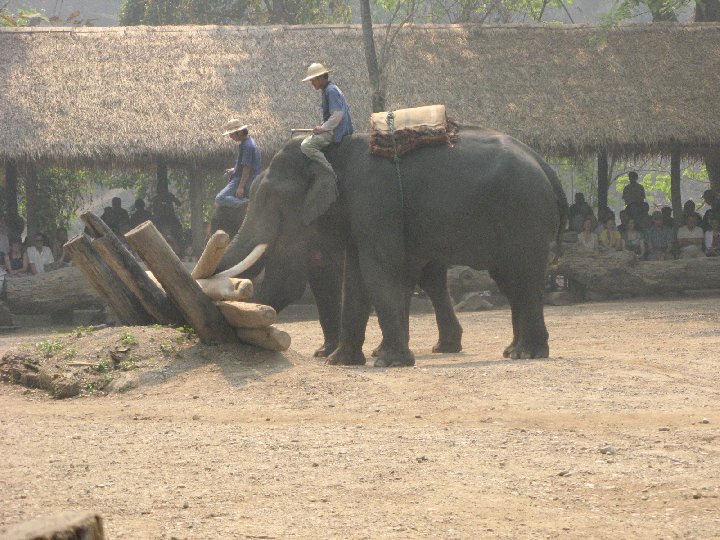 lphants de Thalande