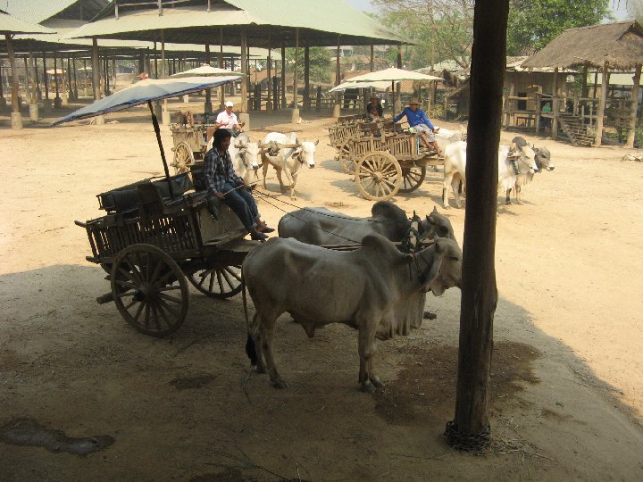 Maetaman Elephant Camp