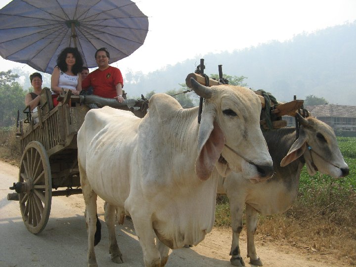 Maetaman Elephant Camp