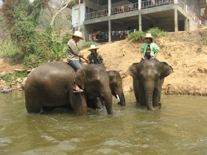 lphants de Thalande