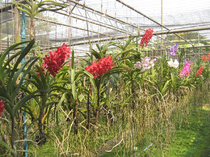 serre  orchids en Thailande