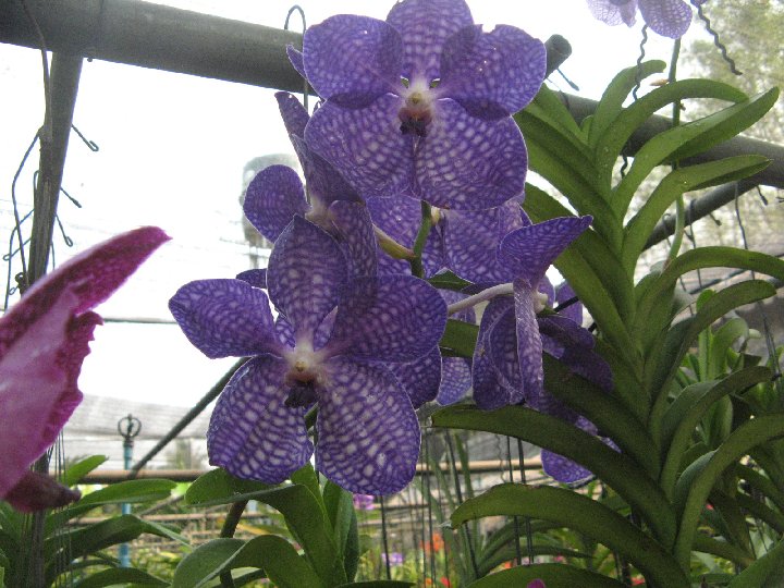 orchidee