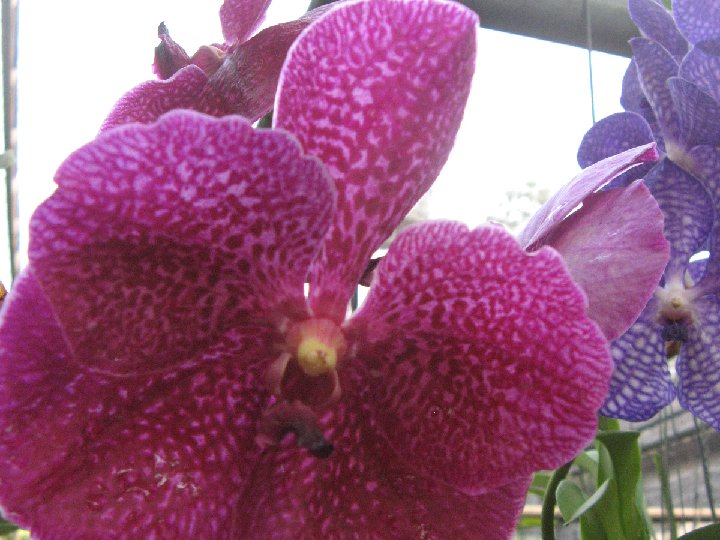 orchidee de Thailande