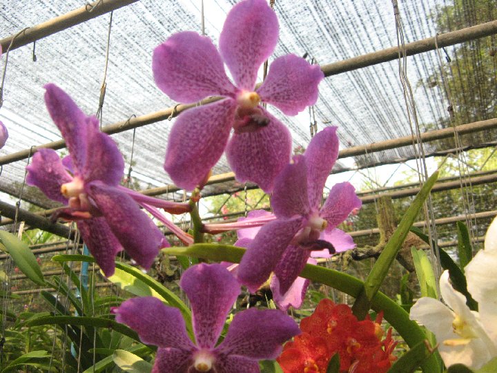 orchidee Thailande