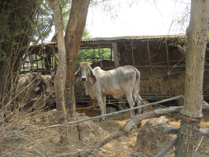 vache Thai  longues oreilles